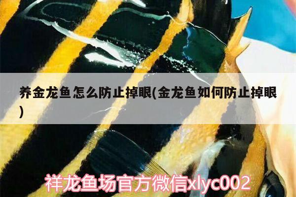 养金龙鱼怎么防止掉眼(金龙鱼如何防止掉眼) 虎斑恐龙鱼