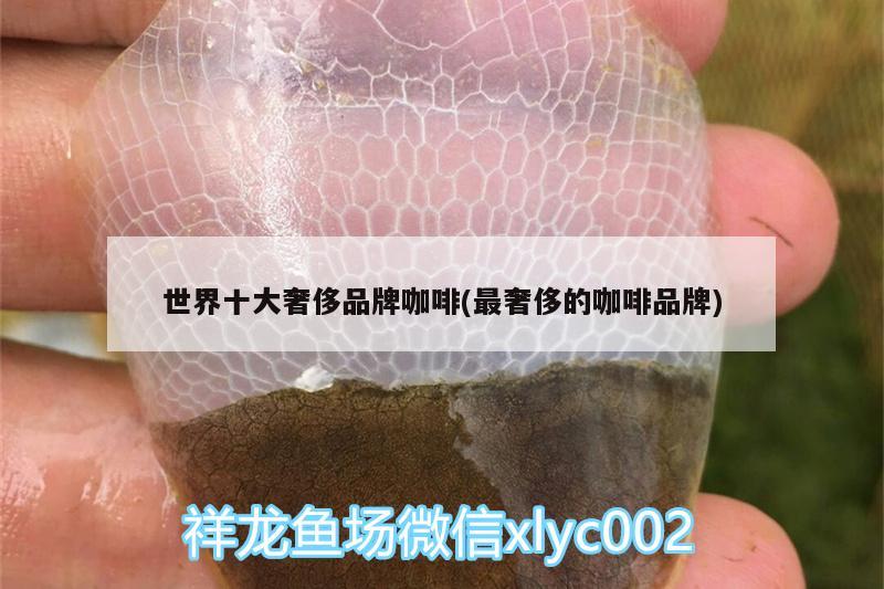 世界十大奢侈品牌咖啡(最奢侈的咖啡品牌)