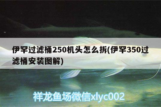 伊罕过滤桶250机头怎么拆(伊罕350过滤桶安装图解) 伊罕水族