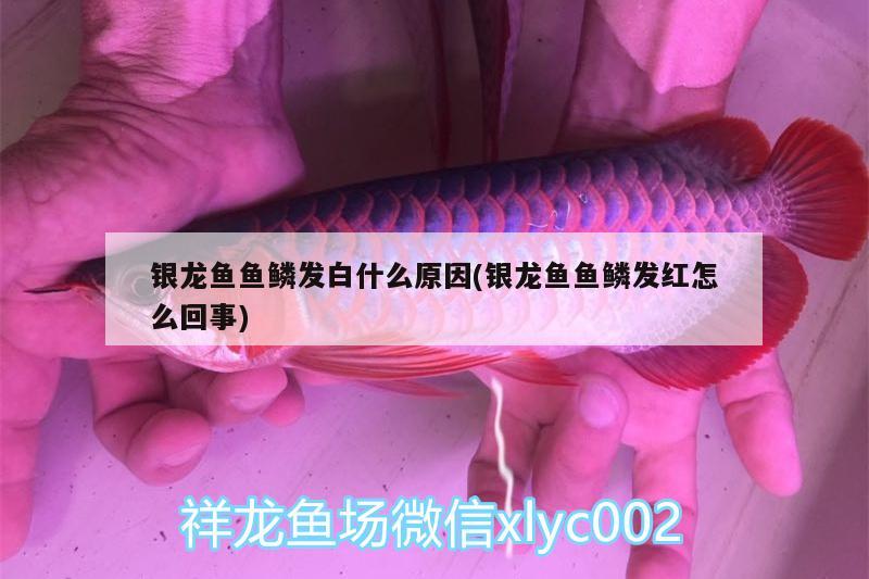 银龙鱼鱼鳞发白什么原因(银龙鱼鱼鳞发红怎么回事) 银龙鱼