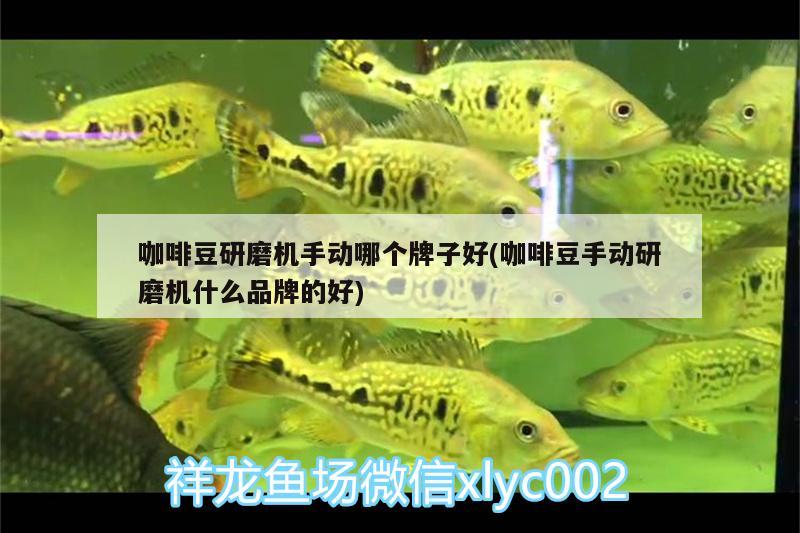 咖啡豆研磨机手动哪个牌子好(咖啡豆手动研磨机什么品牌的好)