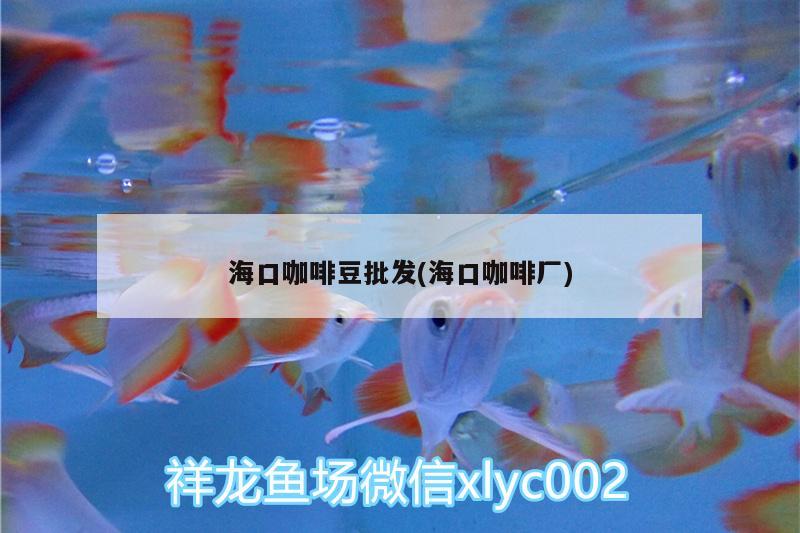 海口咖啡豆批发(海口咖啡厂)