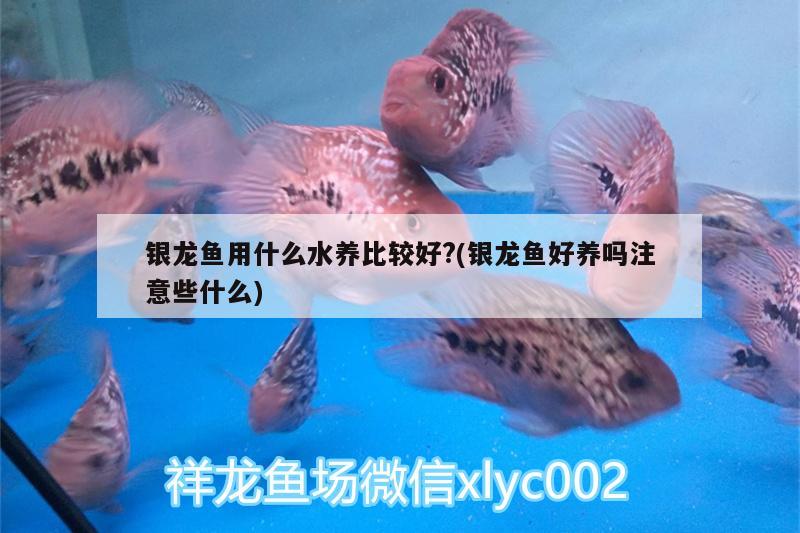 银龙鱼用什么水养比较好?(银龙鱼好养吗注意些什么) 银龙鱼