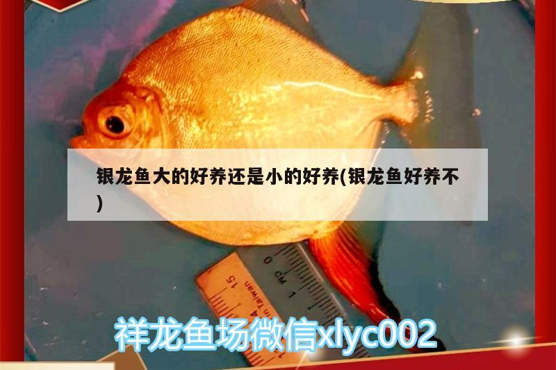 银龙鱼大的好养还是小的好养(银龙鱼好养不) 银龙鱼