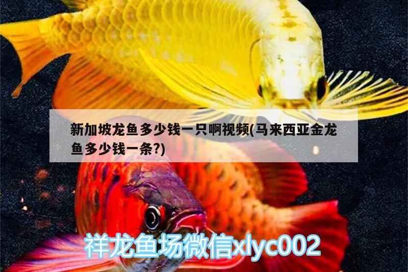 新加坡龙鱼多少钱一只啊视频(马来西亚金龙鱼多少钱一条?)