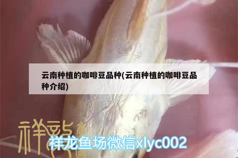 云南种植的咖啡豆品种(云南种植的咖啡豆品种介绍) 马来西亚咖啡