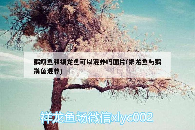 鹦鹉鱼和银龙鱼可以混养吗图片(银龙鱼与鹦鹉鱼混养)