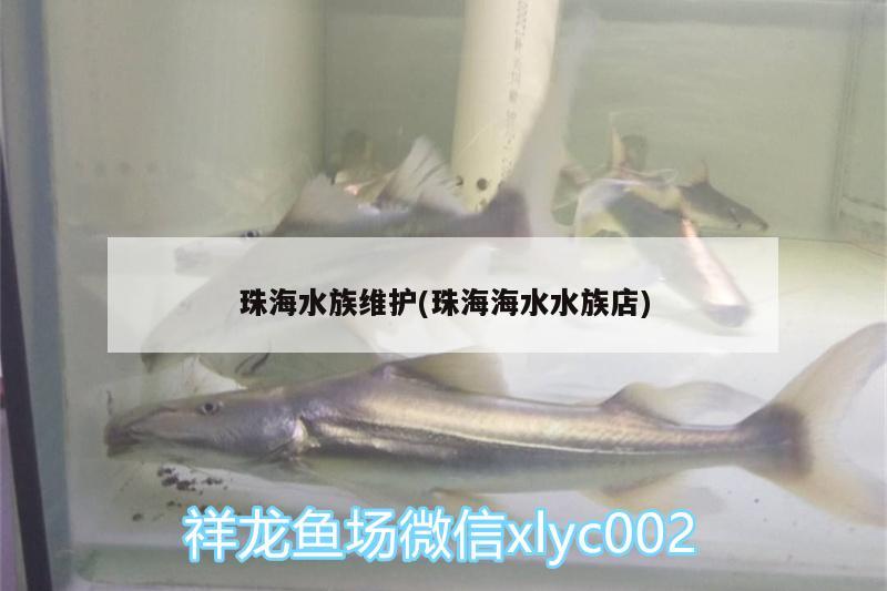 珠海水族维护(珠海海水水族店) 飞凤鱼苗