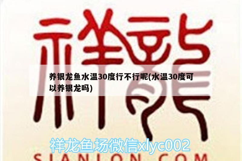 养银龙鱼水温30度行不行呢(水温30度可以养银龙吗) 银龙鱼