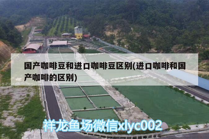 国产咖啡豆和进口咖啡豆区别(进口咖啡和国产咖啡的区别)