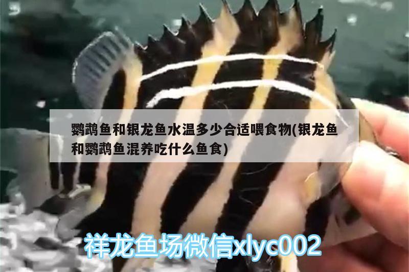 鹦鹉鱼和银龙鱼水温多少合适喂食物(银龙鱼和鹦鹉鱼混养吃什么鱼食) 鹦鹉鱼