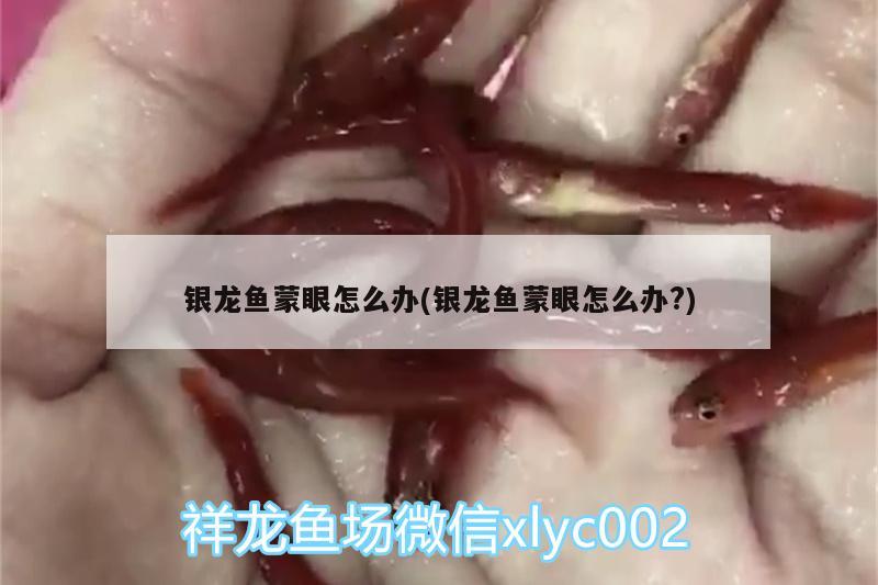 银龙鱼蒙眼怎么办(银龙鱼蒙眼怎么办?) 银龙鱼