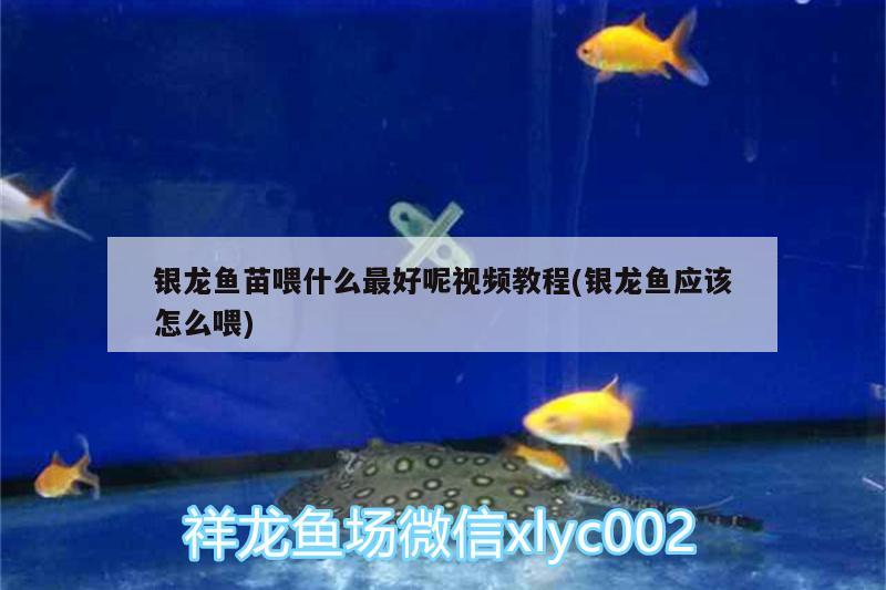 银龙鱼苗喂什么最好呢视频教程(银龙鱼应该怎么喂) 银龙鱼