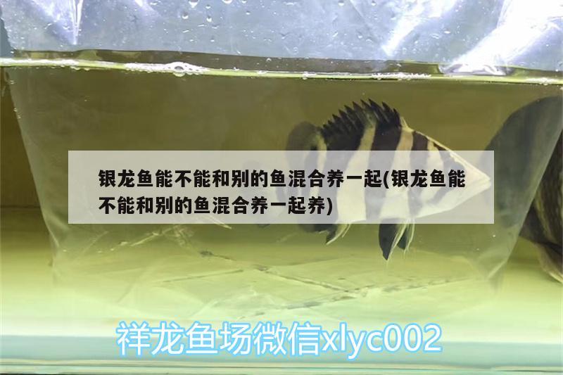 银龙鱼能不能和别的鱼混合养一起(银龙鱼能不能和别的鱼混合养一起养)