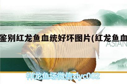 怎么鉴别红龙鱼血统好坏图片(红龙鱼血统排名) 超血红龙鱼