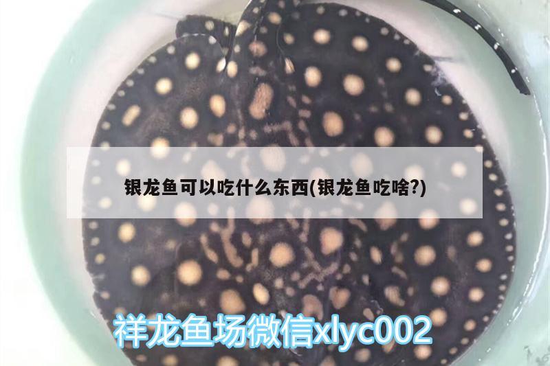 银龙鱼可以吃什么东西(银龙鱼吃啥?) 银龙鱼