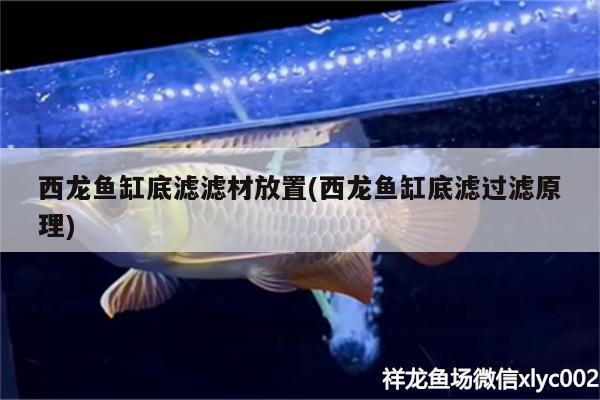 西龙鱼缸底滤滤材放置(西龙鱼缸底滤过滤原理) 飞凤鱼苗