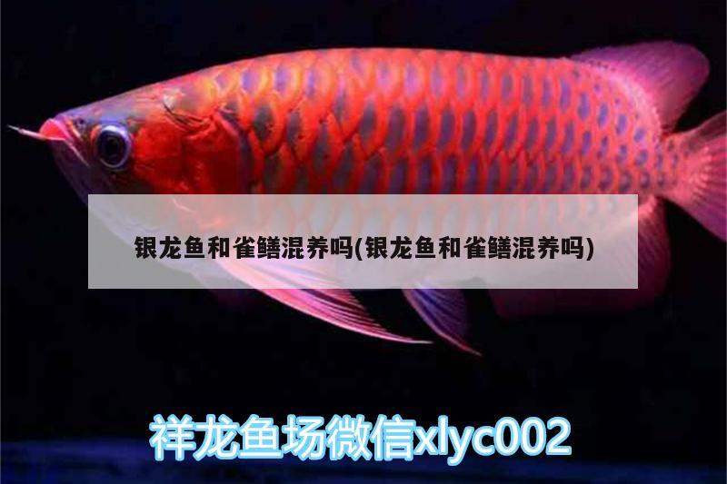 银龙鱼和雀鳝混养吗(银龙鱼和雀鳝混养吗) 银龙鱼 第2张