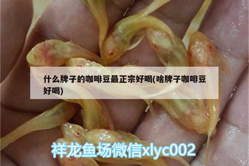 什么牌子的咖啡豆最正宗好喝(啥牌子咖啡豆好喝)