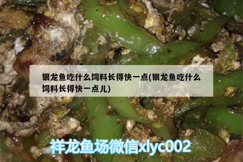 银龙鱼吃什么饲料长得快一点(银龙鱼吃什么饲料长得快一点儿) 银龙鱼