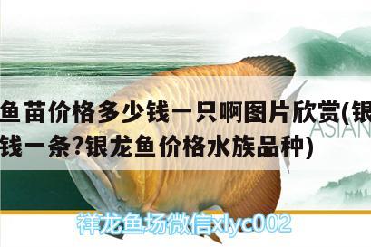 银龙鱼苗价格多少钱一只啊图片欣赏(银龙鱼多少钱一条?银龙鱼价格水族品种)