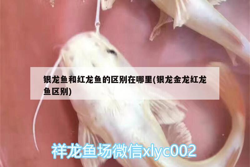 银龙鱼和红龙鱼的区别在哪里(银龙金龙红龙鱼区别) 银龙鱼