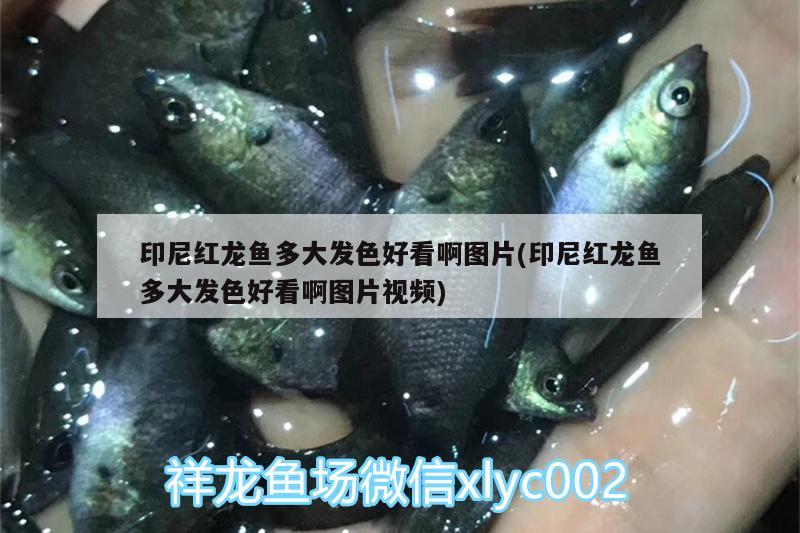 印尼红龙鱼多大发色好看啊图片(印尼红龙鱼多大发色好看啊图片视频) 印尼红龙鱼