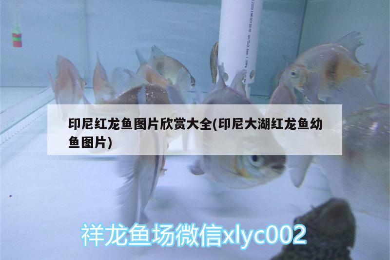 印尼红龙鱼图片欣赏大全(印尼大湖红龙鱼幼鱼图片) 大湖红龙鱼