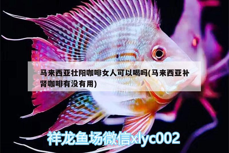 马来西亚壮阳咖啡女人可以喝吗(马来西亚补肾咖啡有没有用)