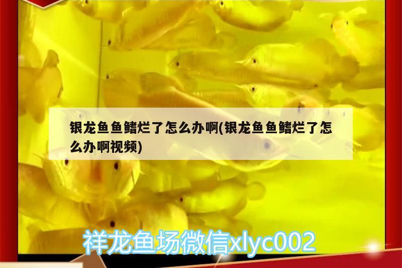 银龙鱼鱼鳍烂了怎么办啊(银龙鱼鱼鳍烂了怎么办啊视频)