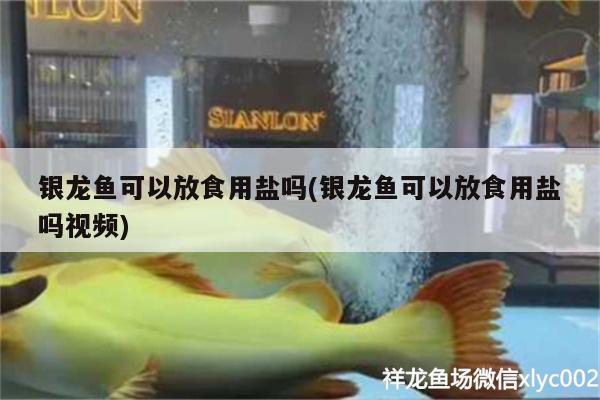 银龙鱼可以放食用盐吗(银龙鱼可以放食用盐吗视频)