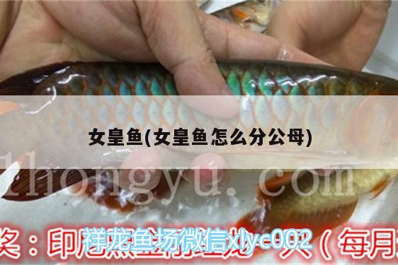 女皇鱼(女皇鱼怎么分公母) 龙鱼芯片扫码器