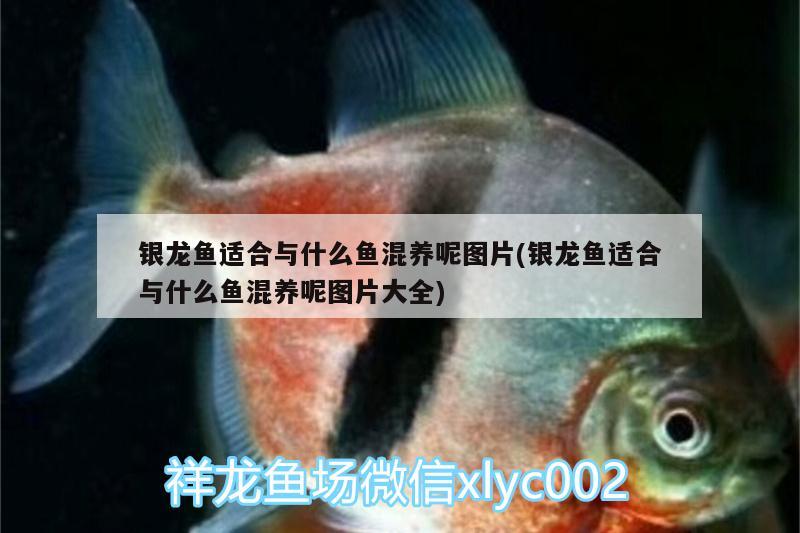 银龙鱼适合与什么鱼混养呢图片(银龙鱼适合与什么鱼混养呢图片大全) 银龙鱼