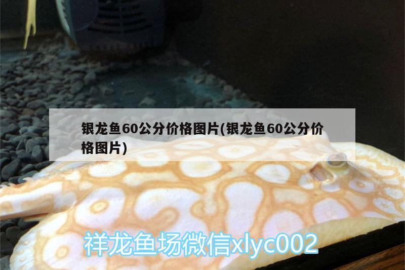 银龙鱼60公分价格图片(银龙鱼60公分价格图片)