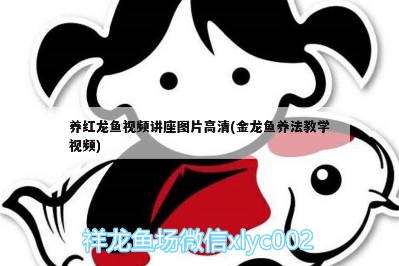 养红龙鱼视频讲座图片高清(金龙鱼养法教学视频)