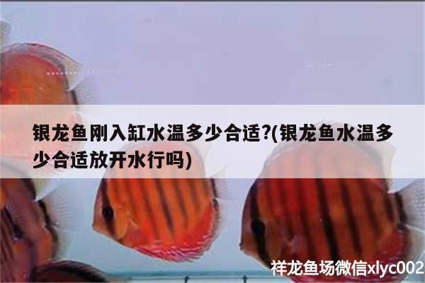 银龙鱼刚入缸水温多少合适?(银龙鱼水温多少合适放开水行吗)