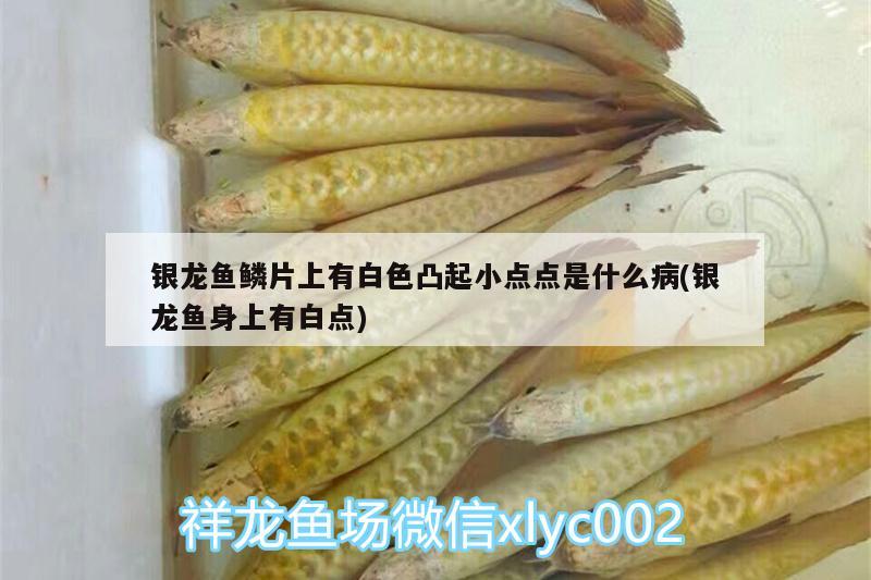 银龙鱼鳞片上有白色凸起小点点是什么病(银龙鱼身上有白点)