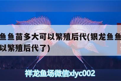 银龙鱼鱼苗多大可以繁殖后代(银龙鱼鱼苗多大可以繁殖后代了) 银龙鱼