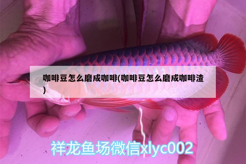 咖啡豆怎么磨成咖啡(咖啡豆怎么磨成咖啡渣) 马来西亚咖啡