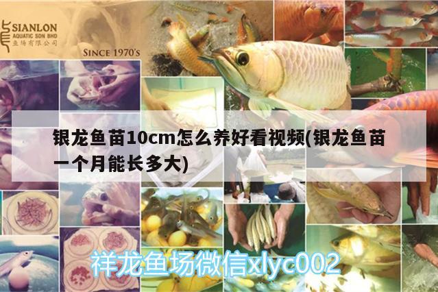 银龙鱼苗10cm怎么养好看视频(银龙鱼苗一个月能长多大) 银龙鱼