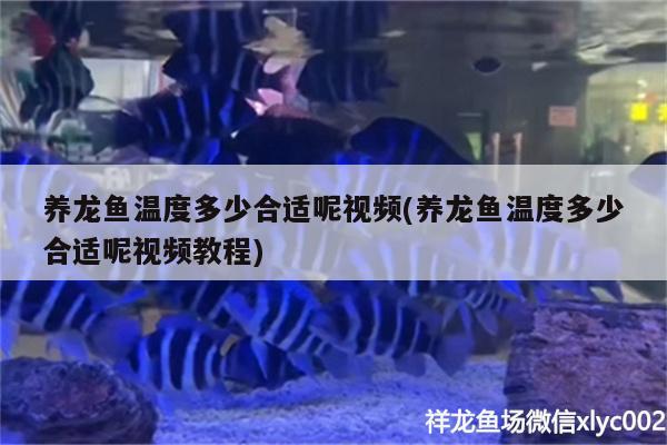 养龙鱼温度多少合适呢视频(养龙鱼温度多少合适呢视频教程)