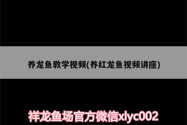 养龙鱼教学视频(养红龙鱼视频讲座) 狗头鱼