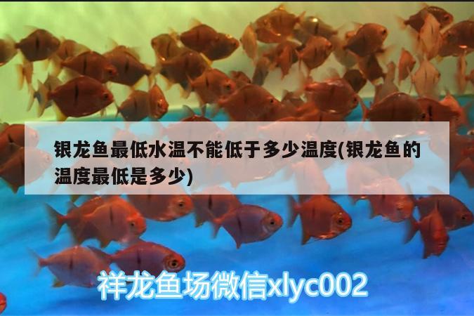 银龙鱼最低水温不能低于多少温度(银龙鱼的温度最低是多少) 银龙鱼