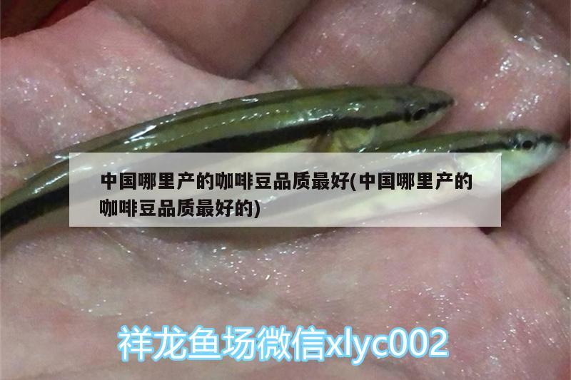 中国哪里产的咖啡豆品质最好(中国哪里产的咖啡豆品质最好的)