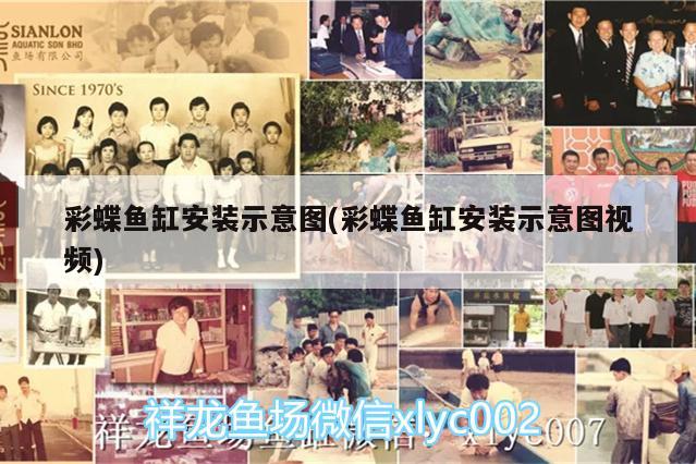 彩蝶鱼缸安装示意图(彩蝶鱼缸安装示意图视频) 委内瑞拉奥里诺三间鱼苗