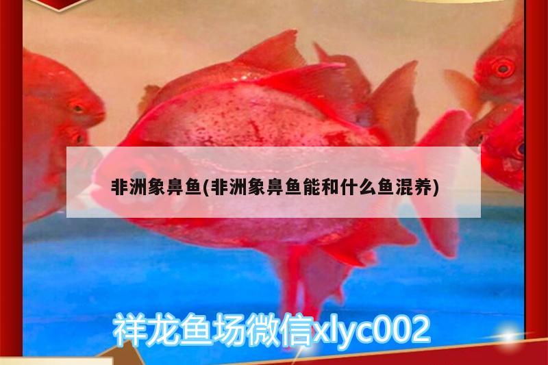 非洲象鼻鱼(非洲象鼻鱼能和什么鱼混养)