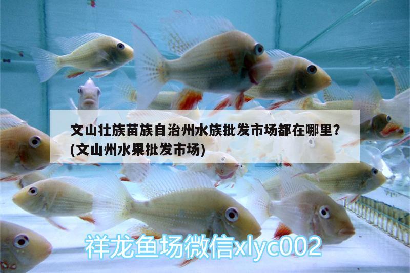 文山壮族苗族自治州水族批发市场都在哪里？(文山州水果批发市场) 观赏鱼水族批发市场