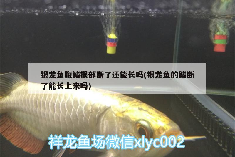 银龙鱼腹鳍根部断了还能长吗(银龙鱼的鳍断了能长上来吗) 银龙鱼