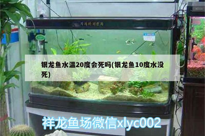 银龙鱼水温20度会死吗(银龙鱼10度水没死)