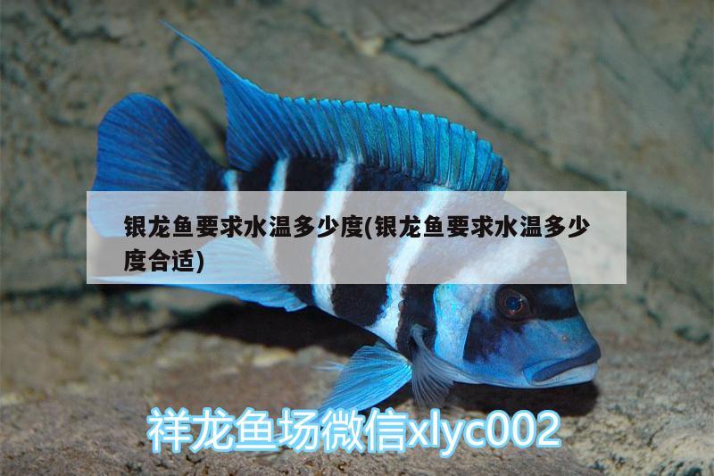 银龙鱼要求水温多少度(银龙鱼要求水温多少度合适) 银龙鱼